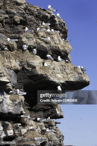 Mouette tridactyle Black-legged Kittiwake Rissa tridactyla Ordre : Charadriiformes Famille : Larides.