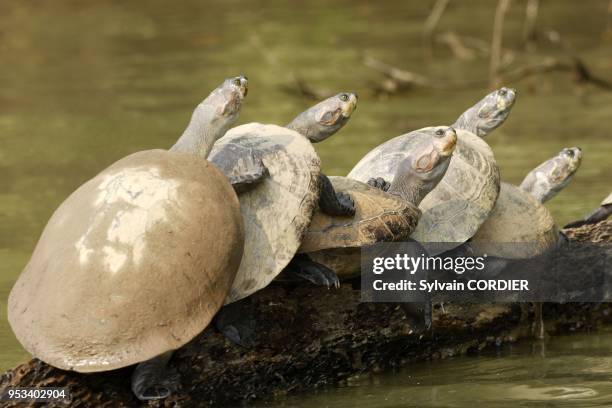 Podocnemide de Cayenne dans le lac de Sandoval Yellow-spotted Amazon River Turtle Podocnemis unifilis.