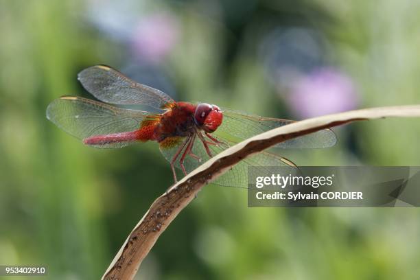 Libellule ecarlate Scarlet Dragonfly Crocothemis erythraea odonate Libellulidae.