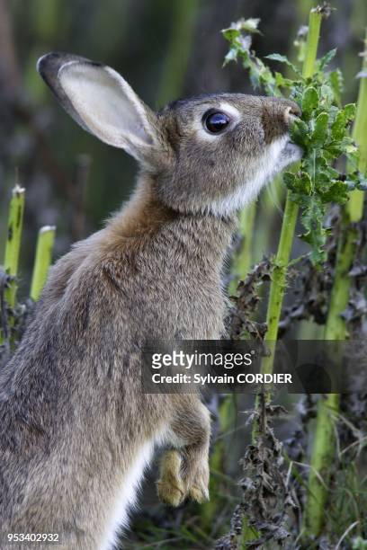 Lapin de garenne. Mange un chardon Rabbit eating a bull thistle Oryctolagus cuniculus.