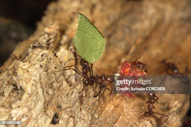 Fourmi coupeuse de feuilles. Lac Sandoval. Perou Leaf-Cutting Ant Atta sp Hym??nopt??res : Formicidae : Myrmicinae - Am??rique tropicale.