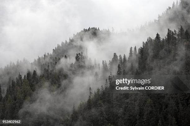 Foret pluvieuse temperee en Colombie Britannique au Canada Temperate rain forest on Princess Royal Island. British Columbia. Canada.