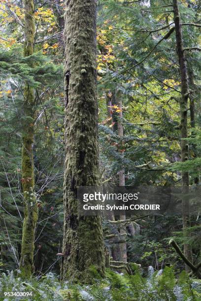 Foret pluvieuse temperee en Colombie Britannique au Canada. Cathedral Grove Temperate rain forest on Princess Royal Island. British Columbia. Canada....