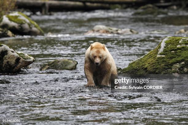 Ours Kermode. Ours esprit.A la peche au saumon "pink" ou Sockeye Kermode Bear. Spirit Bear. Looking for salmons Ursus americanus kermodei Ile de la...