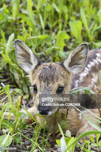 Faon chevreuil Roe Deer Capreolus capreolus.