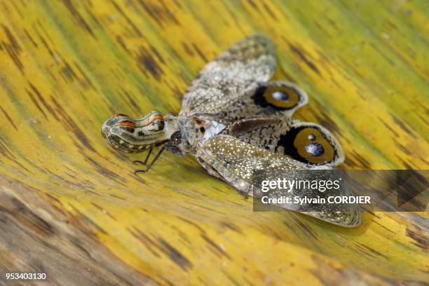 Fulgore porte-lanternes a heath river camp.Border Peru/Bolivia lanternfly or "Peanut-head bug" or "alligator bug " Classe : Insectes Ordre :...