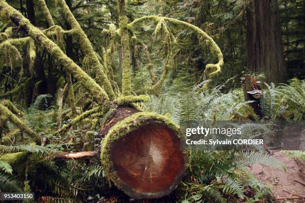 Foret pluvieuse temperee en Colombie Britannique au Canada. Cathedral Grove Temperate rain forest on Princess Royal Island. British Columbia. Canada....