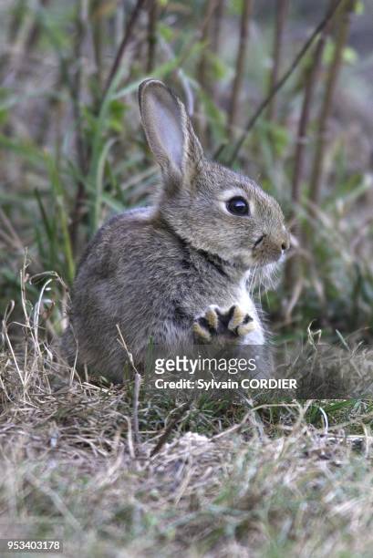 Jeune lapin de garenne. Toilettage. Stretching de la patte Rabbit. Oryctolagus cuniculus.