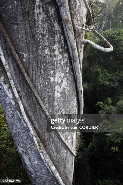 Liane dans un arbre de la foret amazonienne. Manu wildlife reserve. Perou.