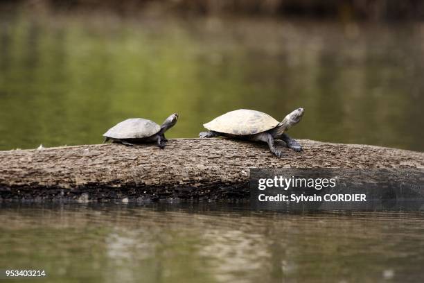 Podocnemide de Cayenne dans le lac de Sandoval Yellow-spotted Amazon River Turtle Podocnemis unifilis.