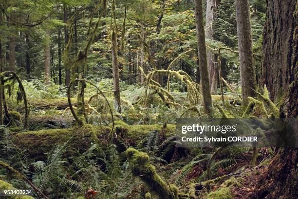 Foret pluvieuse temperee en Colombie Britannique au Canada. Cathedral Grove Temperate rain forest on Princess Royal Island. British Columbia. Canada....