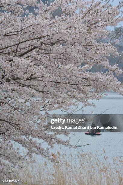 sakura and a boat - kamal zharif stock pictures, royalty-free photos & images