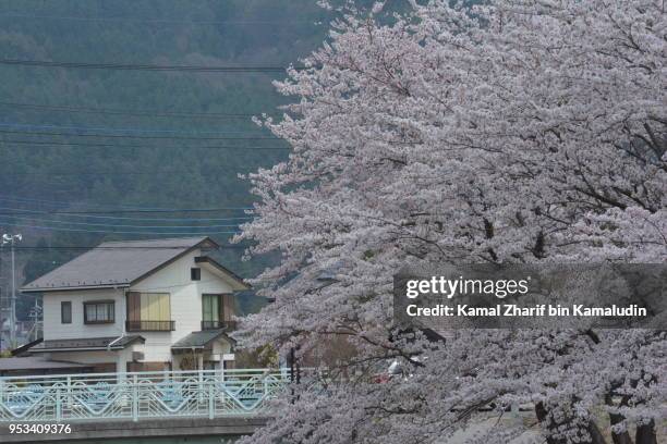 sakura and japanese house - kamal zharif stockfoto's en -beelden