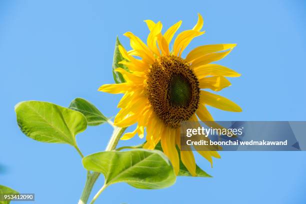 sunflower field landscape - augustus stockfoto's en -beelden