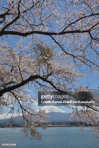 mt fuji and sakura - kamal zharif stock pictures, royalty-free photos & images