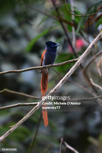 male african paradise flycatcher (terpsiphone viridis) - eutrichomyias rowleyi stock pictures, royalty-free photos & images