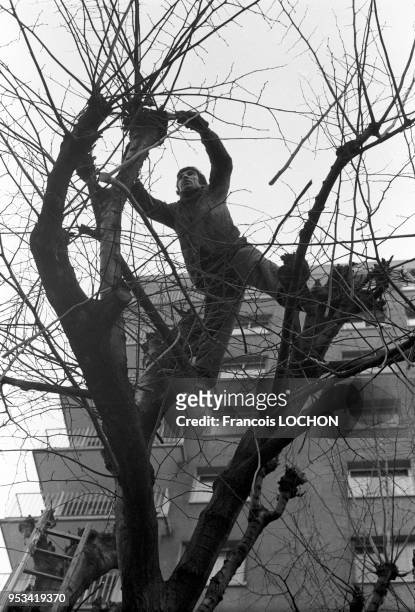 Un élagueur en équilibre dans un arbre en novembre 1976 en France.