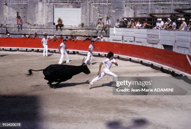 La course de taureaux aux arènes, juillet 1983, en Camargue, France.