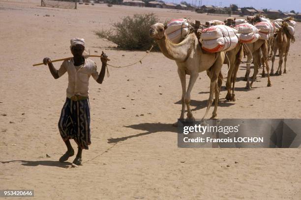 Un chamelier mène ses chameaux chargés de sacs de nourriture apportés au port de Massawa dans le cadre de l'aide humanitaire internationale lors...