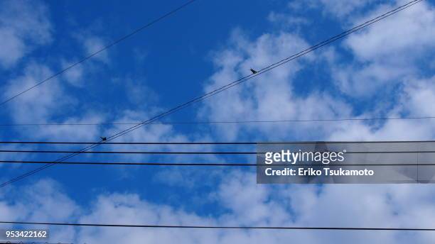 two swallows and cables against blue sky - eriko tsukamoto foto e immagini stock