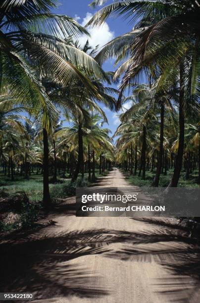 Chemin sous les cocotiers en août 1981 sur l'île Moustique à Saint-Vincent-et-les Grenadines.