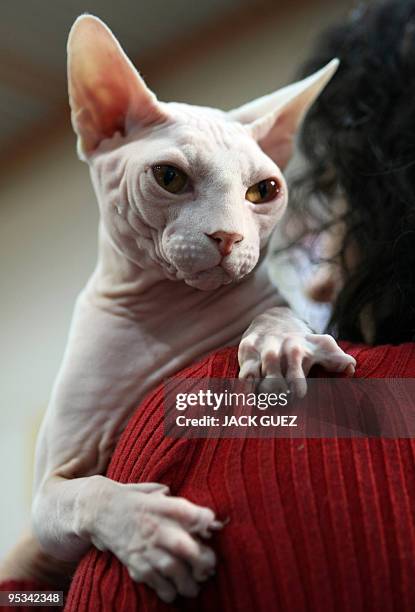 Canadian Sphynx sits on its owner's shoulder during an international cat show in Moshav Beit Hefer near the coastal city of Netanya, north of Israel,...