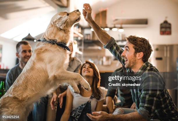 speelse man plezier met zijn hond thuis met vrienden. - dierentrucs stockfoto's en -beelden