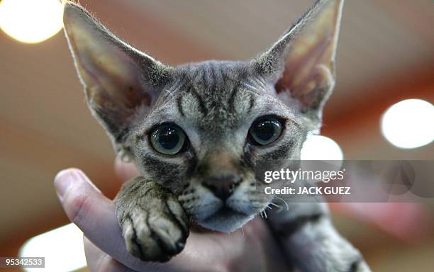 Cat takes part in an international cat show in Moshav Beit Hefer near the coastal city of Netanya, north of Israel, on December 26, 2009. The event,...