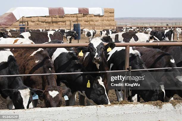 cow - markierung für tiere stock-fotos und bilder