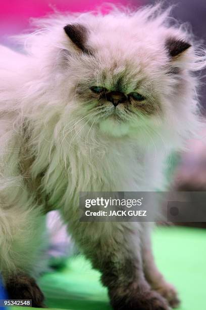 Cat takes part in an international cat show in Moshav Beit Hefer near the coastal city of Netanya, north of Israel, on December 26, 2009. The event,...