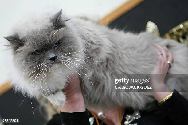 Woman shows her pet during an international cat show in Moshav Beit Hefer near the coastal city of Netanya, north of Israel, on December 26, 2009....