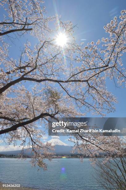 mt fuji and sakura - kamal zharif stockfoto's en -beelden