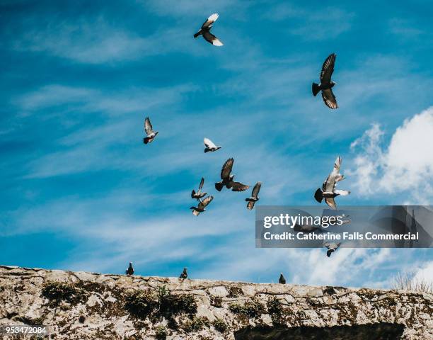 pigeons in flight, against a blue, cloudy sky. - pigeon isolated stock pictures, royalty-free photos & images