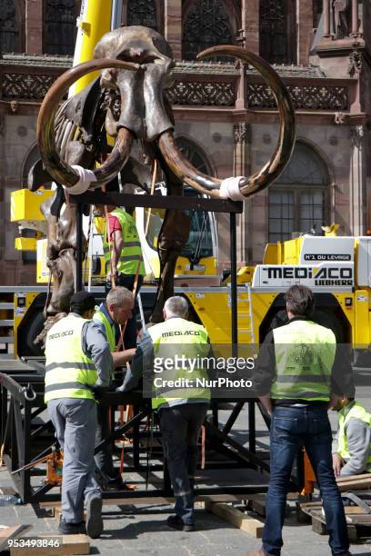 Mammoth skeleton on a lifting platform, part of the installation 'Mammuthus Volantes' by French artist and architect Jacques Rival, is seen behind...