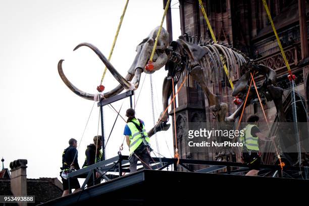 Mammoth skeleton on a lifting platform, part of the installation 'Mammuthus Volantes' by French artist and architect Jacques Rival, is seen behind...