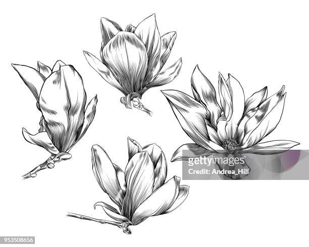 stockillustraties, clipart, cartoons en iconen met vector pen en inkt tekenen van een bloem magnolia - tulpenboom