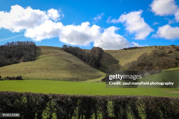 v shaped clump of trees on south downs - south downs national park stock pictures, royalty-free photos & images