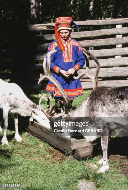 Rennes entrain de boire sous les yeux d'une jeune femme en costume folklorique dans une ferme de Laponie en 1982, Finlande.