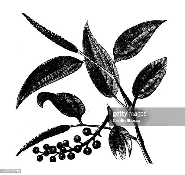 botany plants antique engraving illustration: cubebs - cubeb stock illustrations