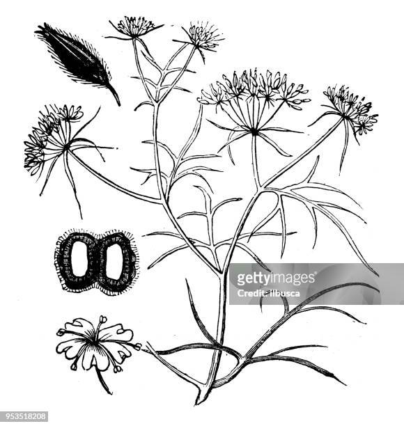 ilustrações, clipart, desenhos animados e ícones de plantas de botânica antiga ilustração de gravura: cominho - cumin