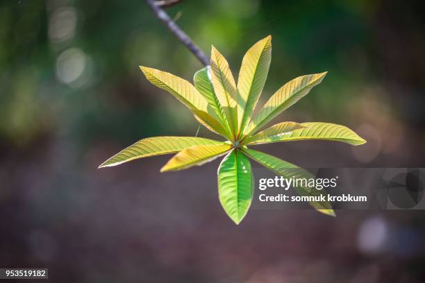 new leaf of cannonball tree - cannonball tree stock pictures, royalty-free photos & images