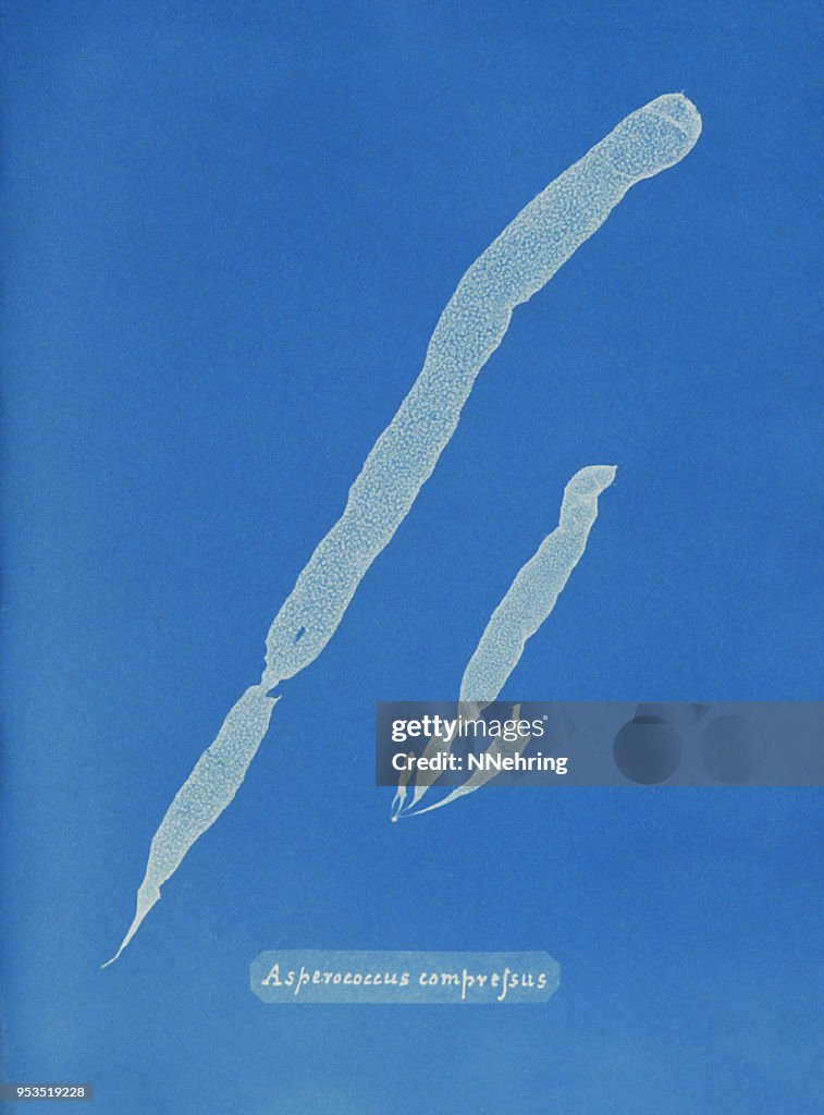 Cyanotype av alger, Asperococcus slag
