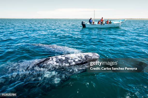 grey whale in mexico - baja california peninsula stock pictures, royalty-free photos & images