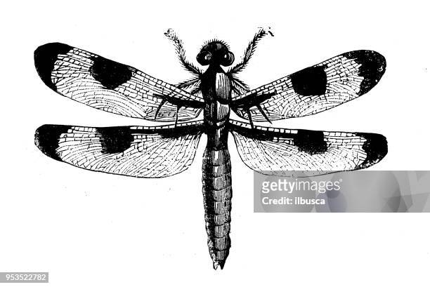 ilustraciones, imágenes clip art, dibujos animados e iconos de stock de animales antiguos ilustración grabado: dragonfly americano - odonata