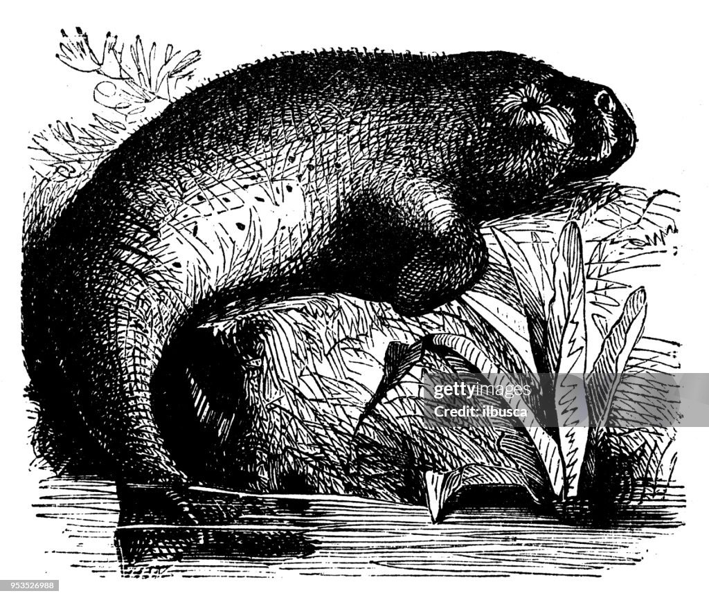 Djur antik gravyr illustration: Dugong