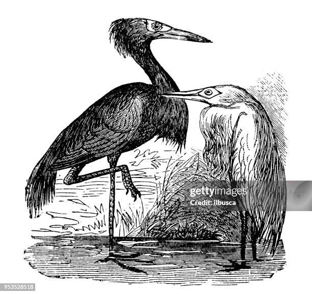animals antique engraving illustration: reddish egret - reddish egret stock illustrations