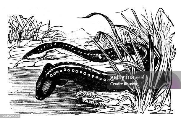 stockillustraties, clipart, cartoons en iconen met dieren antieke gravure illustratie: gymnotus electricus - electric eel