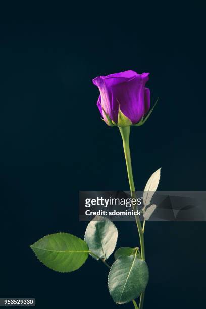 lange stengel purple rose - long stem flowers stockfoto's en -beelden