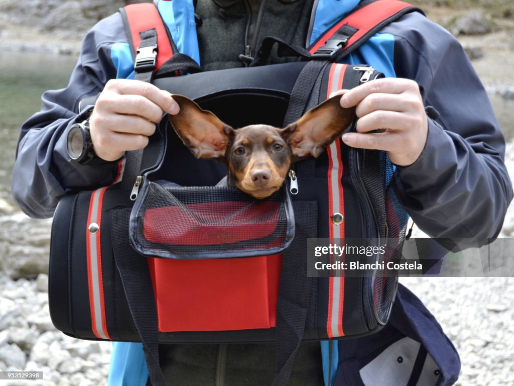 Miniature puppy  teckel walking in dog carrier in nature