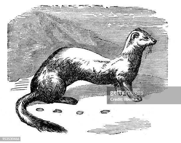 animals antique engraving illustration: ermine - mustela erminea stock illustrations